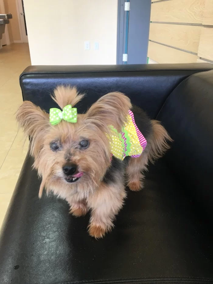 Grove Animal Hospital 9