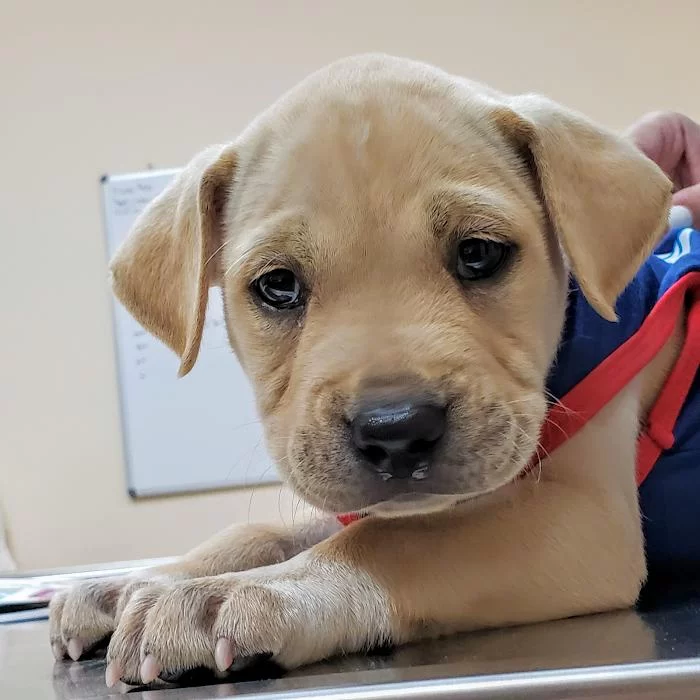 Grove Animal Hospital 10