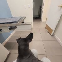 GoodVets Coral Gables ico