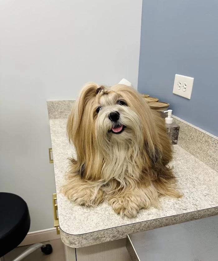 GoodVets Coral Gables 4