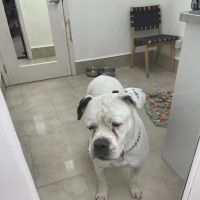 Trail Animal Hospital ico