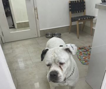 Trail Animal Hospital