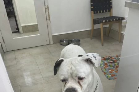 Trail Animal Hospital
