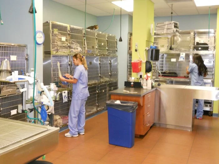 VCA Cabrera Animal Hospital 12