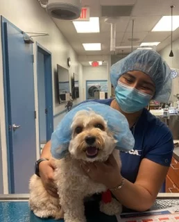 VCA Cabrera Animal Hospital 12