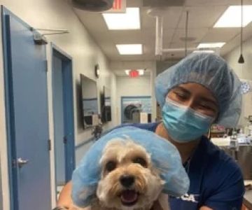 VCA Cabrera Animal Hospital