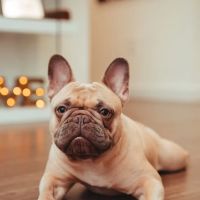 Miami Animal Clinic ico