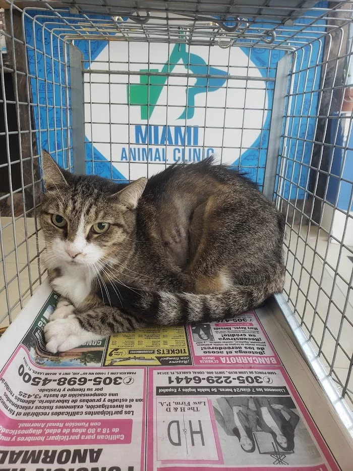 Miami Animal Clinic 10