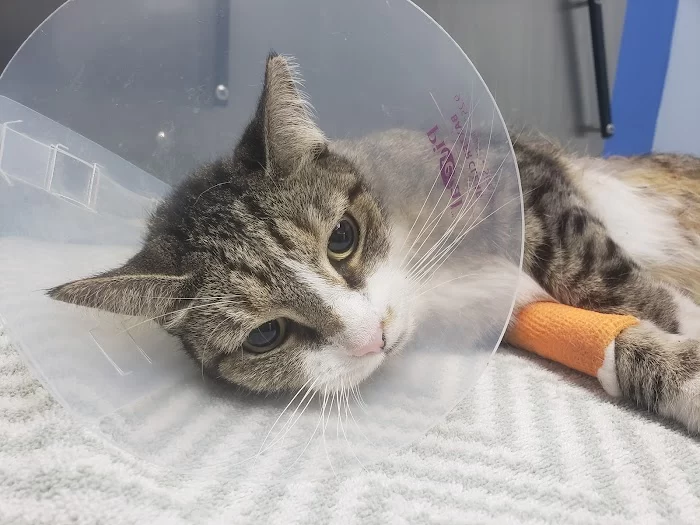 Miami Animal Clinic 2