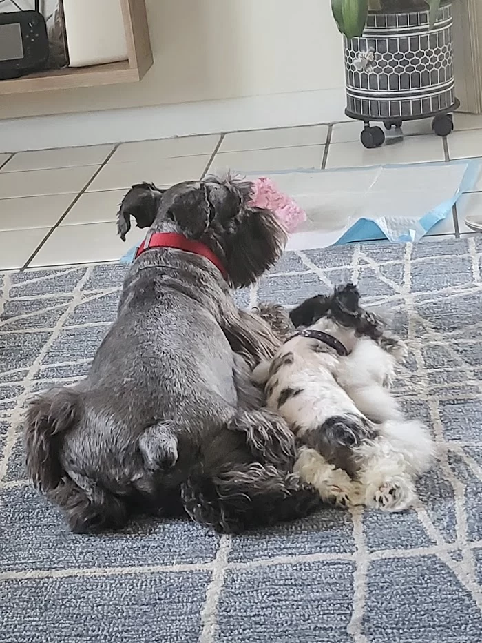Miami Animal Clinic 8