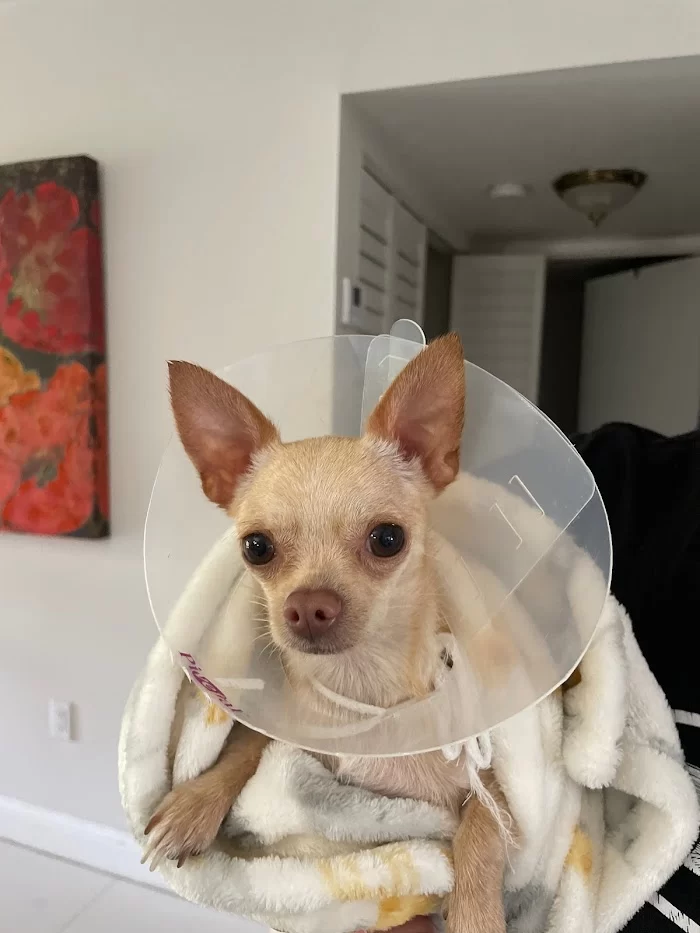 Miami Animal Clinic 4