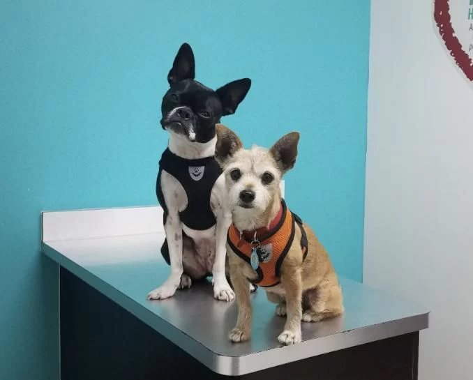 Miami Animal Clinic 7