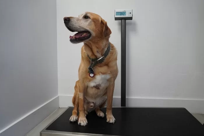 Animal Clinic of Miami Dade 1