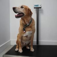 Animal Clinic of Miami Dade ico