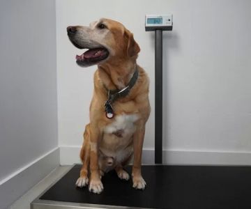 Animal Clinic of Miami Dade