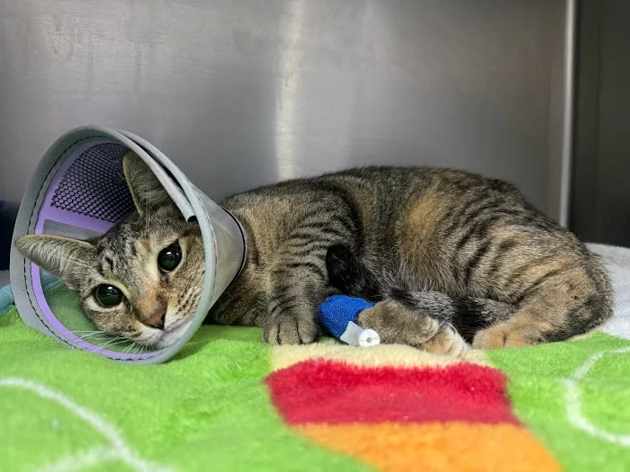 Animal Clinic of Miami Dade 5