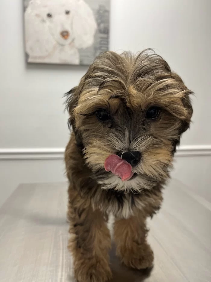 Animal Clinic of Miami Dade 7
