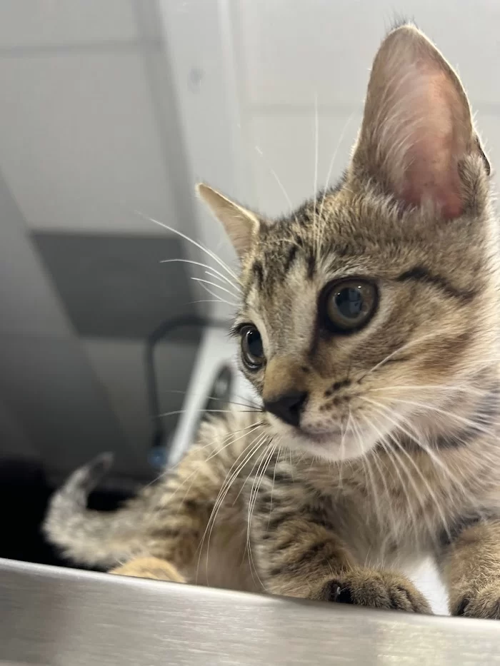 Animal Clinic of Miami Dade 8