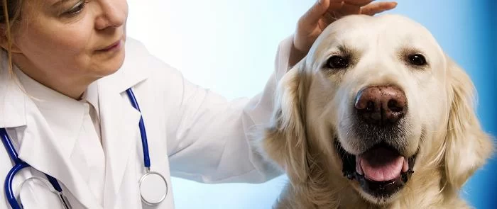 Coral Gables Animal Hospital 6