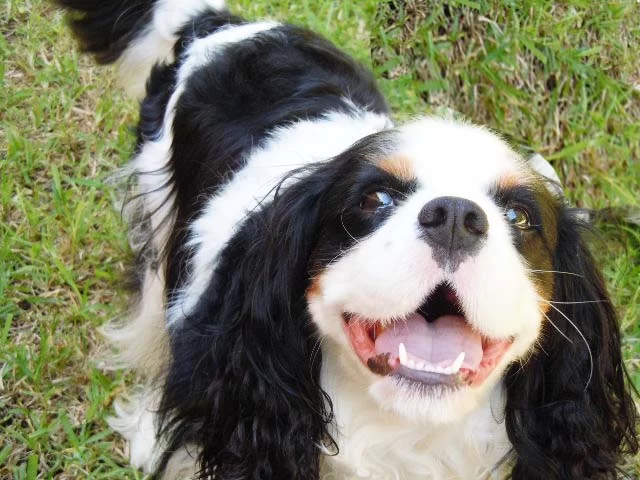 Coral Gables Animal Hospital 3
