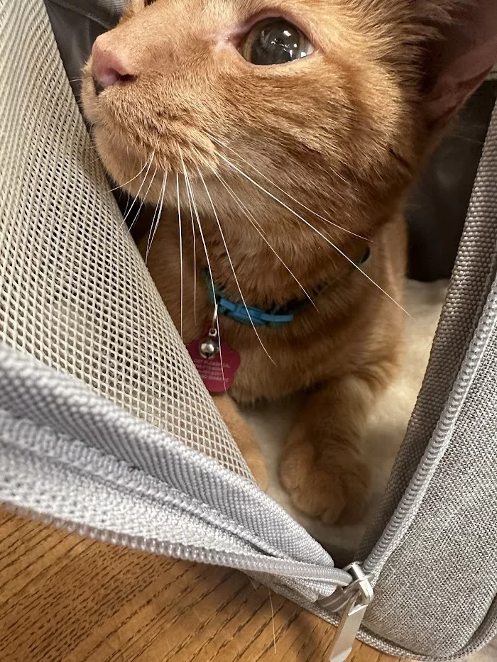Coral Gables Animal Hospital 9