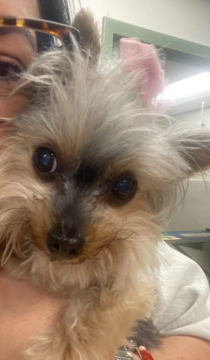 Coral Gables Animal Hospital 8