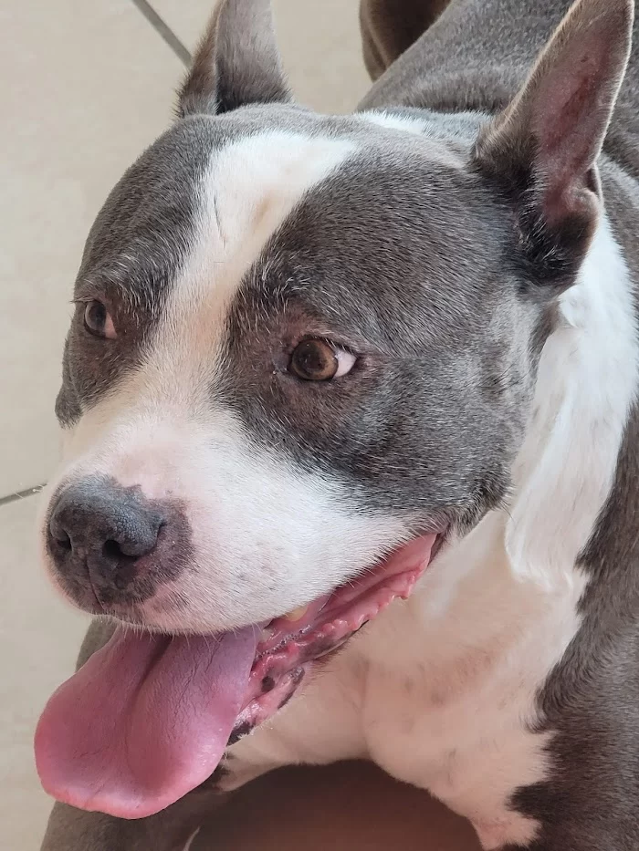Flagler Animal Clinic 12