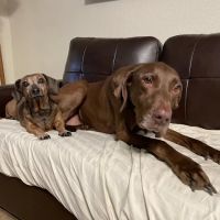 Four Paws Angels Animal Clinic ico