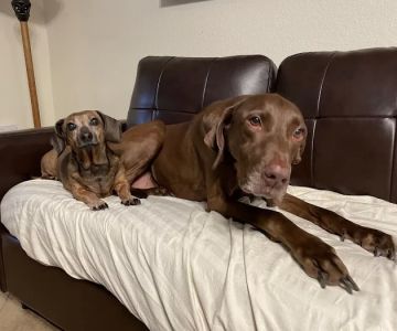Four Paws Angels Animal Clinic