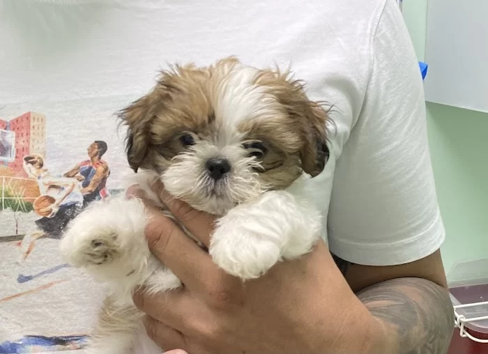 Four Paws Angels Animal Clinic 2