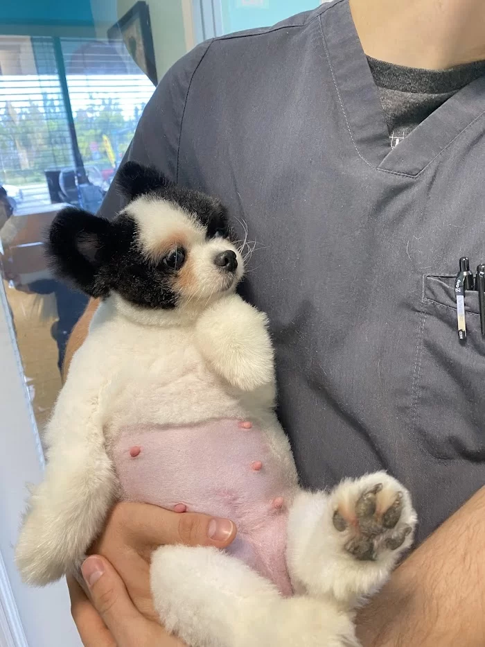 Four Paws Angels Animal Clinic 6