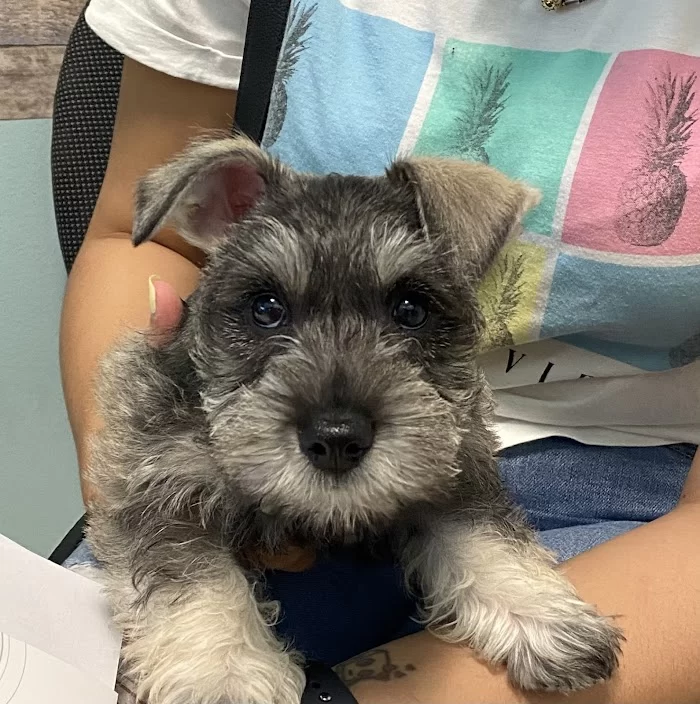 Four Paws Angels Animal Clinic 4