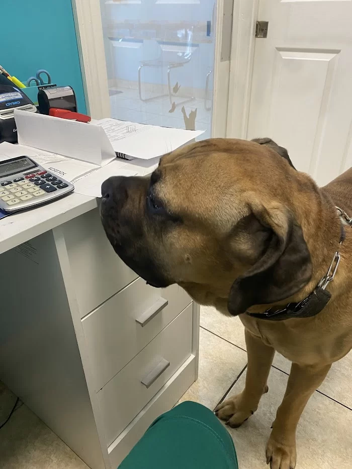 Four Paws Angels Animal Clinic 5