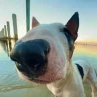 Marmesh Kathleen DVM ico