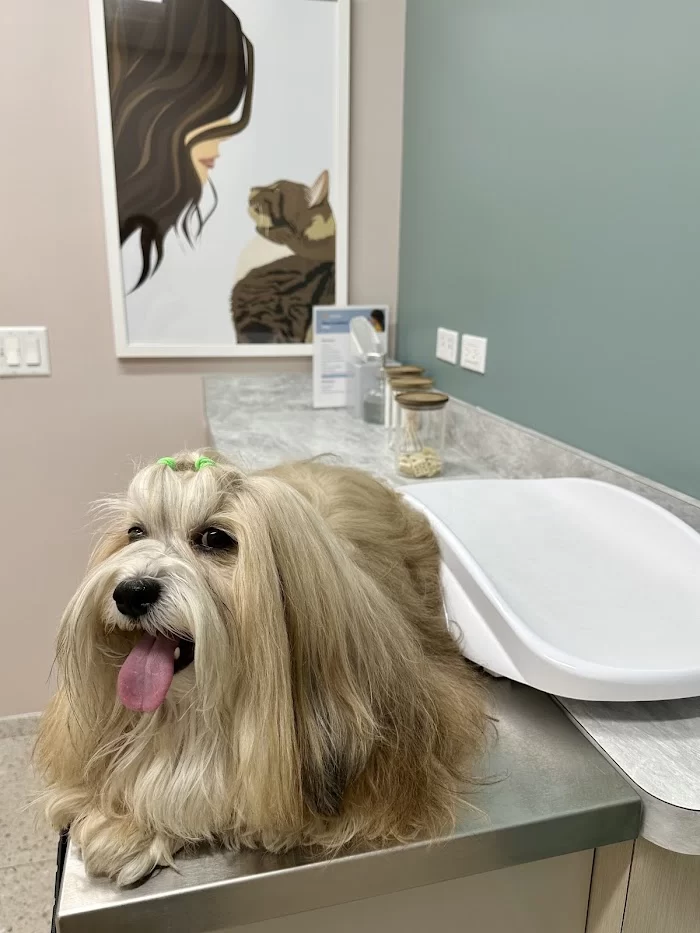 GoodVets Coconut Grove 12