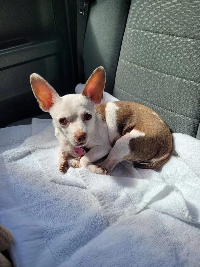 Coconut Grove Animal Clinic 12