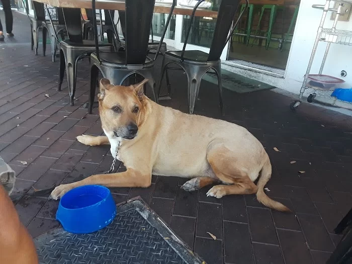 Coconut Grove Animal Clinic 12
