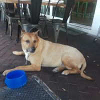 Coconut Grove Animal Clinic ico