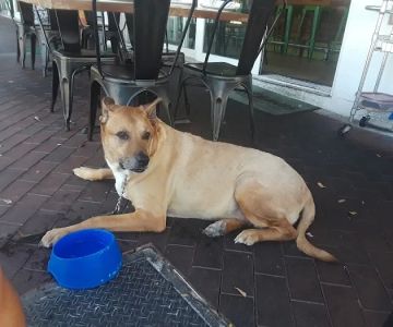 Coconut Grove Animal Clinic