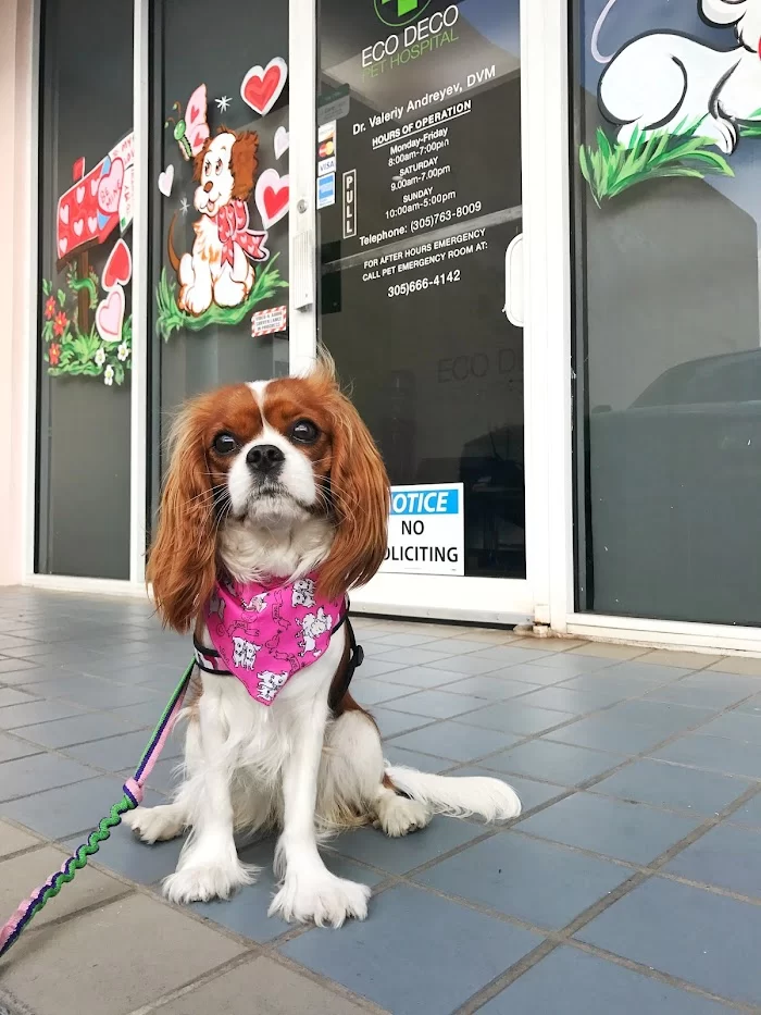 Eco Deco Pet Hospital 6