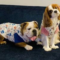 Eco Deco Pet Hospital ico