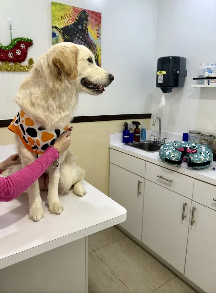 Hialeah Animal Clinic 5