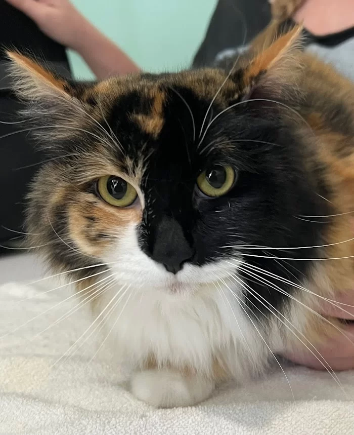 Hialeah Animal Clinic 7
