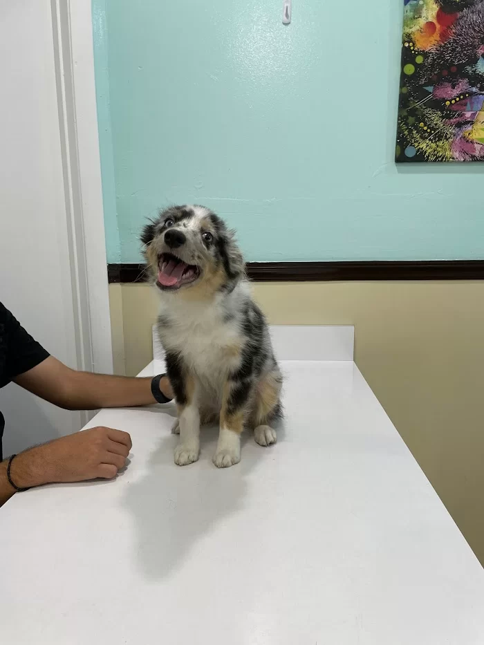 Hialeah Animal Clinic 2