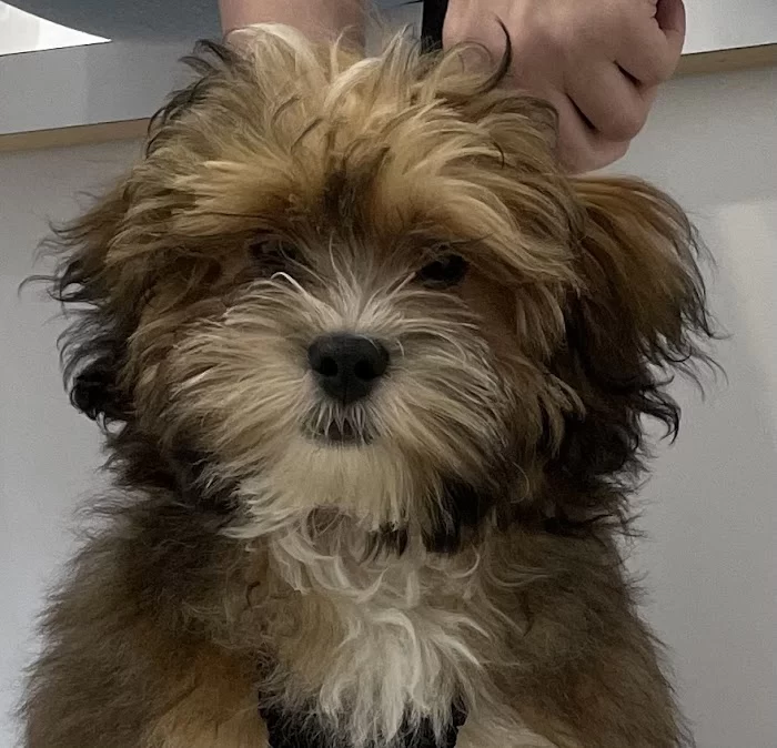 Hialeah Animal Clinic 6