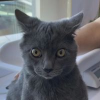Hialeah Animal Clinic ico