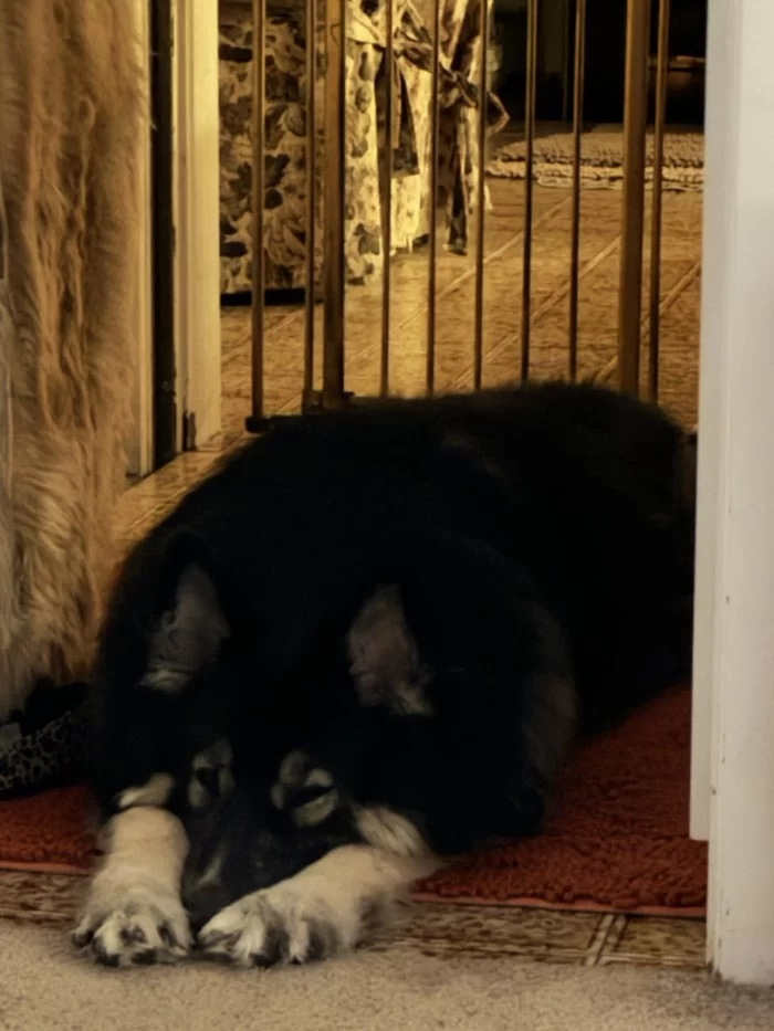 Similia Veterinary Services 4