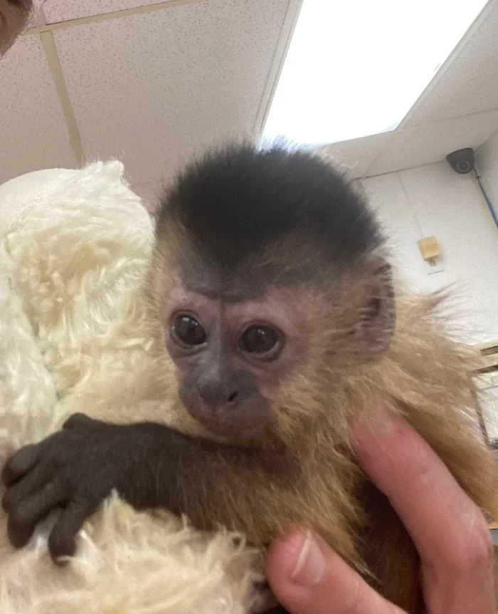 Junglelife Animal Hospital Inc 12