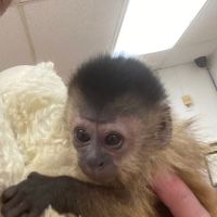 Junglelife Animal Hospital Inc ico