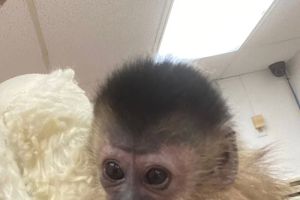 Junglelife Animal Hospital Inc